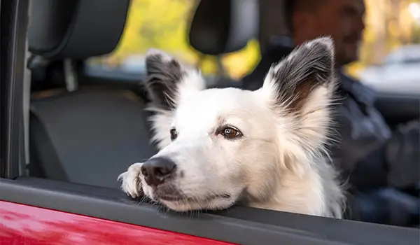 Un chien dans un taxi